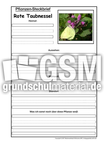 Pflanzensteckbrief-Rote-Taubnessel.pdf
